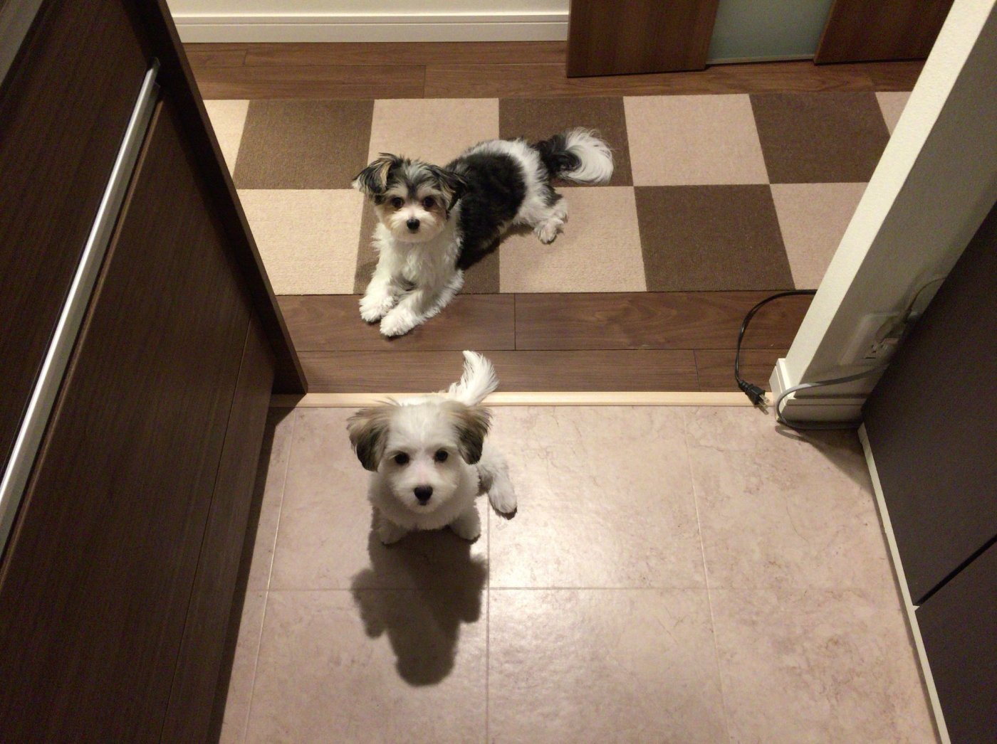 Kotaro lying on a checkered rug and Mii sitting on the tiles in front, both looking up at the camera